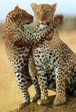 Tanzania Gay Safari