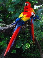 Amazon Rainforest and Inca Trail Gay Tour