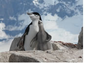 Gay Antarctica adventure cruise