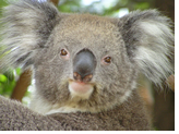 Australia gay tour - Featherdale Wildlife Park
