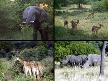 Exclusively Gay South Africa safari and Victoria Falls tour