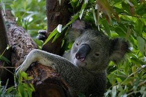 Australia Gay Travel