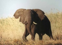 South Africa Gay tour